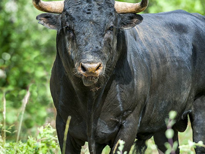 toro_20